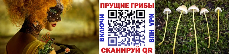 магазин продажи наркотиков  Дальнегорск  мориарти Telegram  Галлюциногенные грибы Psilocybine cubensis 